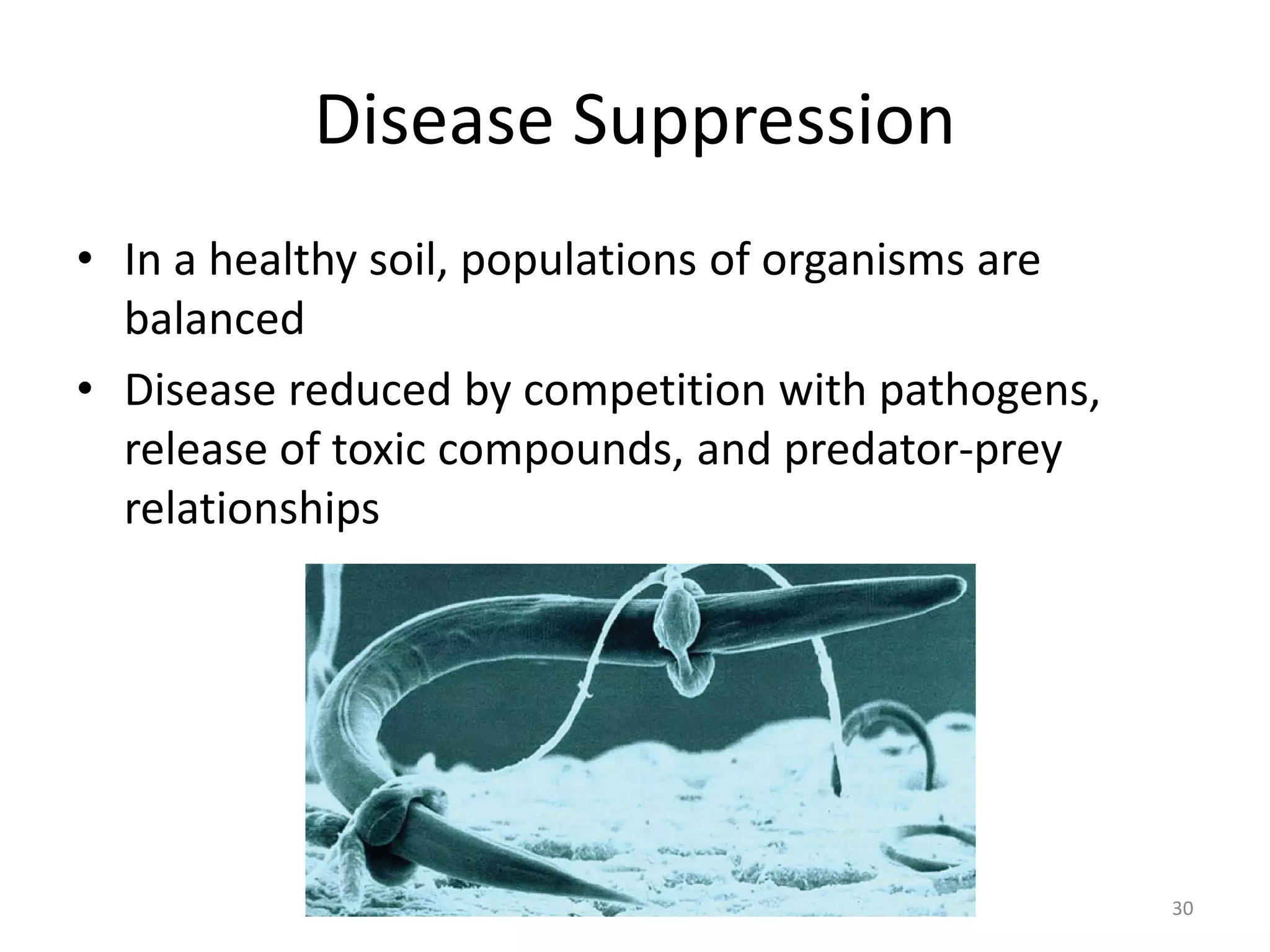Disease Suppression
• In a healthy soil, populations of organisms are
balanced
• Disease reduced by competition with pathogens,
release of toxic compounds, and predator-prey
relationships
30
 