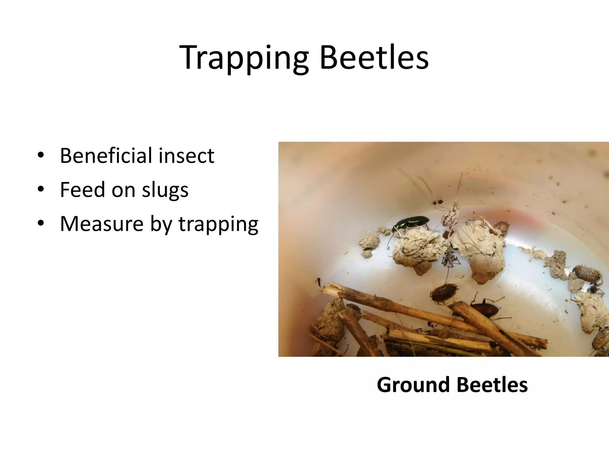 Trapping Beetles
• Beneficial insect
• Feed on slugs
• Measure by trapping
Ground Beetles
 