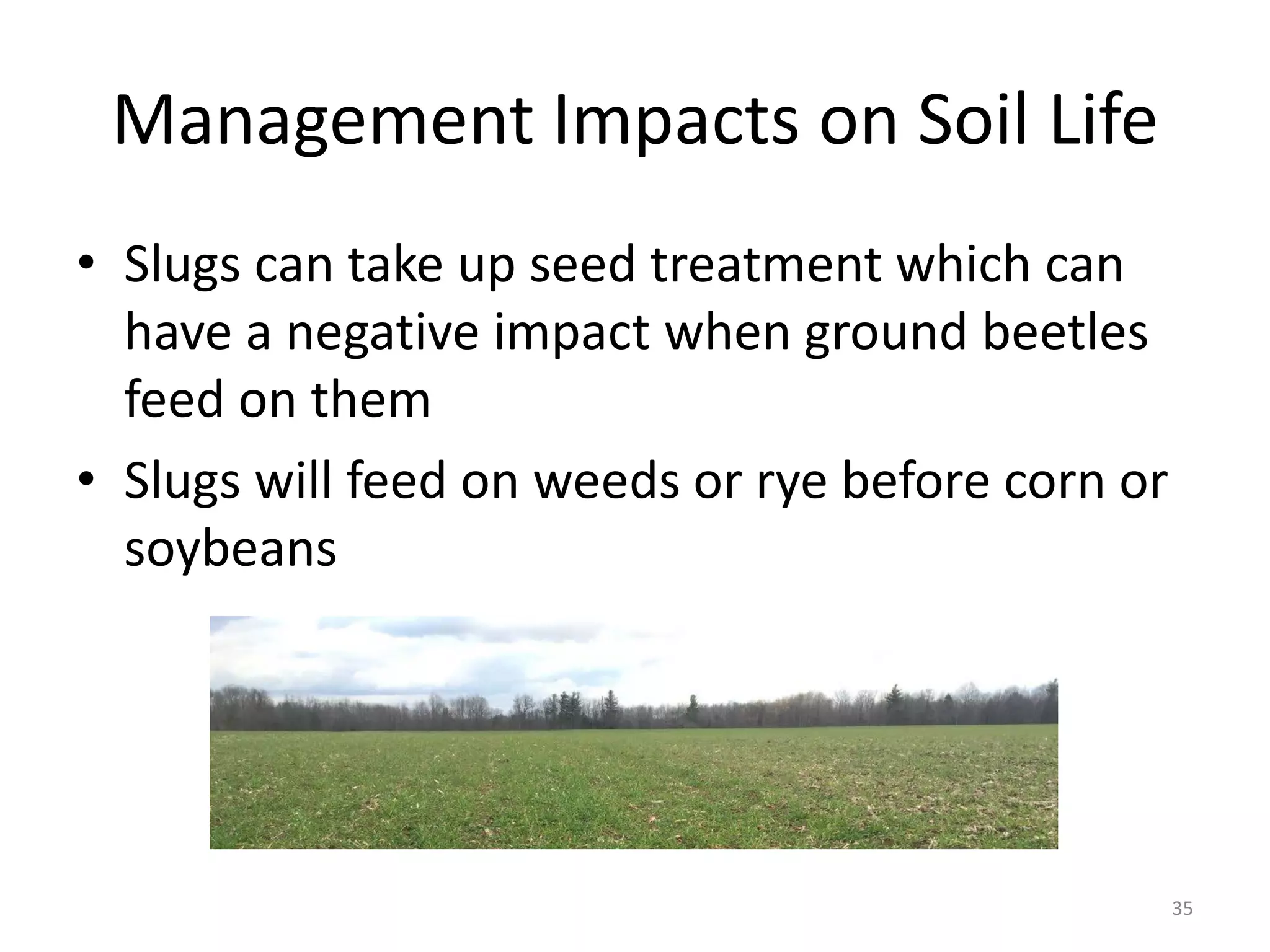 Management Impacts on Soil Life
• Slugs can take up seed treatment which can
have a negative impact when ground beetles
feed on them
• Slugs will feed on weeds or rye before corn or
soybeans
35
 