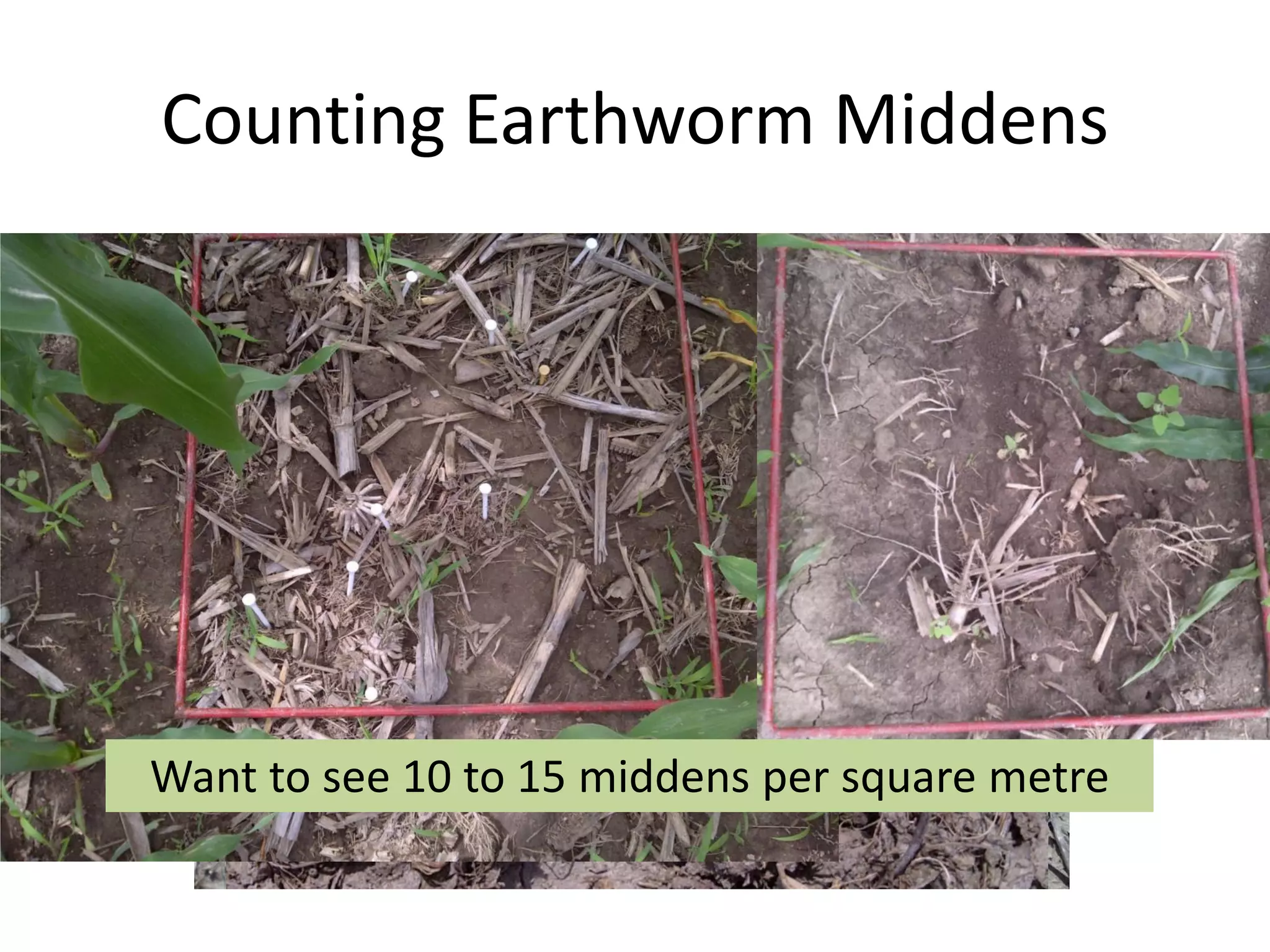 Counting Earthworm Middens
Want to see 10 to 15 middens per square metre
 