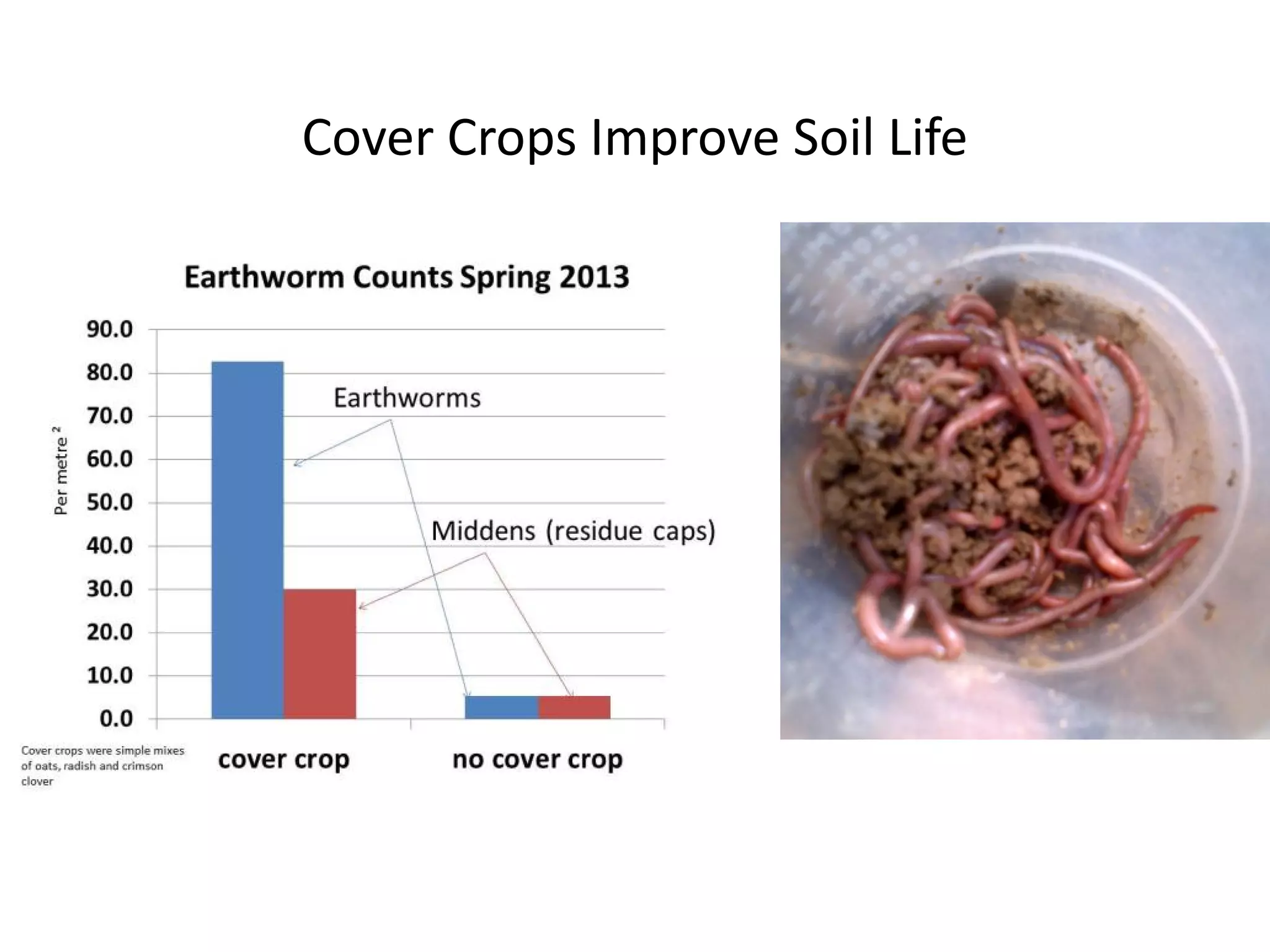Cover Crops Improve Soil Life
 