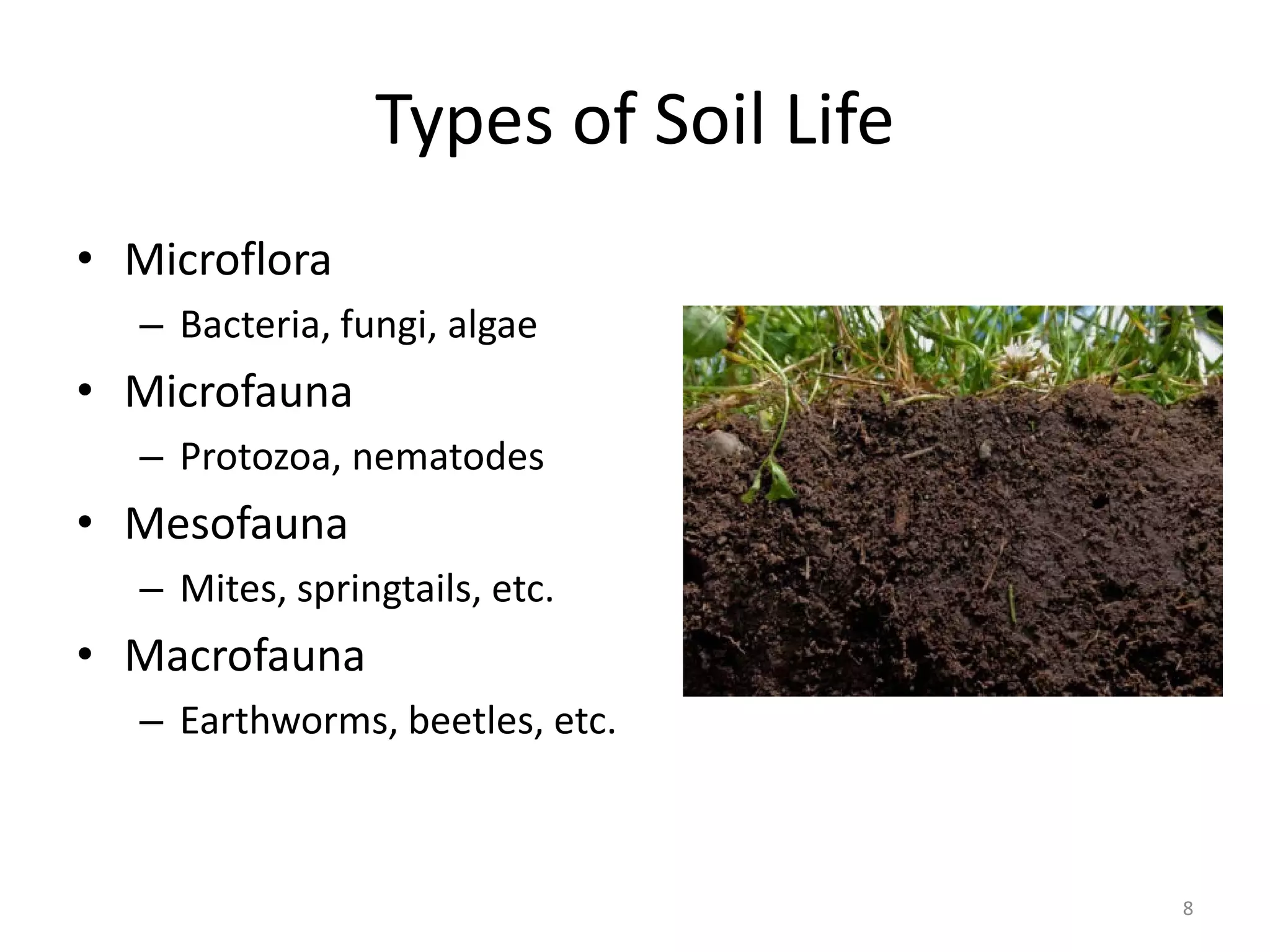 Types of Soil Life
• Microflora
– Bacteria, fungi, algae
• Microfauna
– Protozoa, nematodes
• Mesofauna
– Mites, springtails, etc.
• Macrofauna
– Earthworms, beetles, etc.
8
 