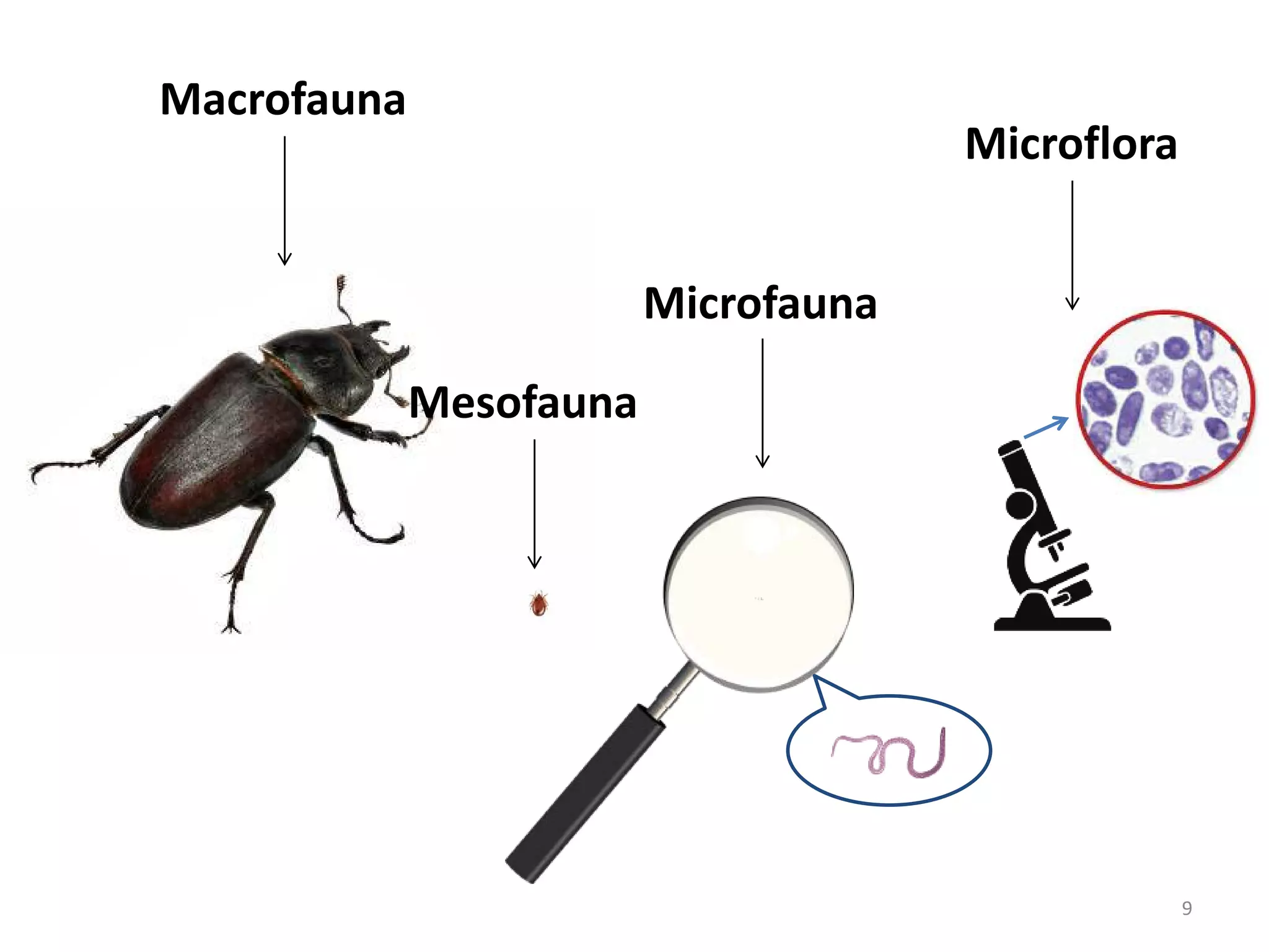 9
Macrofauna
Microfauna
Microflora
Mesofauna
 