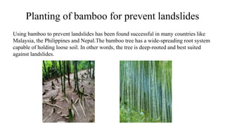 Planting of bamboo for prevent landslides
Using bamboo to prevent landslides has been found successful in many countries like
Malaysia, the Philippines and Nepal.The bamboo tree has a wide-spreading root system
capable of holding loose soil. In other words, the tree is deep-rooted and best suited
against landslides.
 