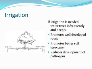 Irrigation
             If irrigation is needed,
                water trees infrequently
                and deeply.
              Promotes well developed
                roots
              Promotes better soil
                structure
              Reduces development of
                pathogens
 