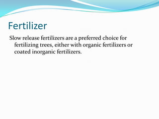 Fertilizer
Slow release fertilizers are a preferred choice for
  fertilizing trees, either with organic fertilizers or
  coated inorganic fertilizers.
 
