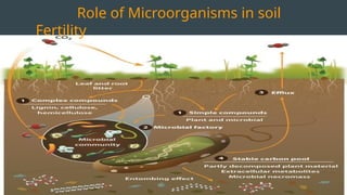 Role of Microorganisms in soil
Fertility
 