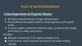 1.Decomposition of Organic Matter
❖ Microbes involved: Bacteria, fungi, actinomycetes
❖ Process:Break down plant residues, dead organisms, and organic
waste.
❖ Convert complex substances (cellulose, lignin, proteins) into simpler
forms like CO₂, water, and humus.
Benefits:
● Releases nutrients (N, P, S) in plant-available forms.
● Forms humus, which improves soil texture and water-holding
capacity.
ROLE OF MICROORGANISMS
 