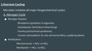 2.Nutrient Cycling
Microbes mediate all major biogeochemical cycles:
A. Nitrogen Cycle
● Nitrogen fixation:
Rhizobium (symbiotic in legumes)
Azotobacter, Clostridium (free-living)
Frankia (actinorhizal symbionts)
Convert atmospheric N₂ into ammonia (NH₃), usable by plants.
● Nitrification:
Nitrosomonas NH₄⁺ to NO₂⁻
→
Nitrobacter NO₂⁻ to NO₃⁻
→
 