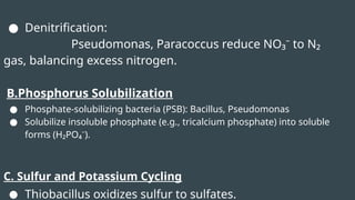 ● Denitrification:
Pseudomonas, Paracoccus reduce NO₃⁻ to N₂
gas, balancing excess nitrogen.
B.Phosphorus Solubilization
● Phosphate-solubilizing bacteria (PSB): Bacillus, Pseudomonas
● Solubilize insoluble phosphate (e.g., tricalcium phosphate) into soluble
forms (H₂PO₄⁻).
C. Sulfur and Potassium Cycling
● Thiobacillus oxidizes sulfur to sulfates.
 
