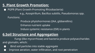 5. Plant Growth Promotion:
● PGPR (Plant Growth-Promoting Rhizobacteria):
e.g., Azospirillum, Bacillus subtilis, Pseudomonas spp.
Functions:
Produce phytohormones (IAA, gibberellins)
Enhance nutrient uptake
Induce systemic resistance (ISR) in plants
6.Soil Structure and Aggregation
Fungi (like mycorrhizae) and bacteria produce polysaccharides
and glomalin, which:
● Bind soil particles into stable aggregate
● Improve aeration, water infiltration, and root penetration
 