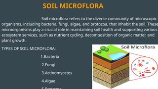 Soil microflora refers to the diverse community of microscopic
organisms, including bacteria, fungi, algae, and protozoa, that inhabit the soil. These
microorganisms play a crucial role in maintaining soil health and supporting various
ecosystem services, such as nutrient cycling, decomposition of organic matter, and
plant growth.
TYPES OF SOIL MICROFLORA:
1.Bacteria
2.Fungi
3.Actinomycetes
4.Algae
SOIL MICROFLORA
 
