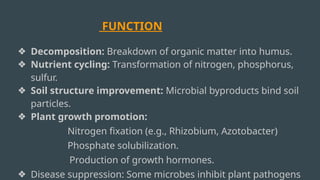 FUNCTION
❖ Decomposition: Breakdown of organic matter into humus.
❖ Nutrient cycling: Transformation of nitrogen, phosphorus,
sulfur.
❖ Soil structure improvement: Microbial byproducts bind soil
particles.
❖ Plant growth promotion:
Nitrogen fixation (e.g., Rhizobium, Azotobacter)
Phosphate solubilization.
Production of growth hormones.
❖ Disease suppression: Some microbes inhibit plant pathogens
 