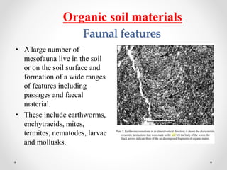 Faunal features
• A large number of
mesofauna live in the soil
or on the soil surface and
formation of a wide ranges
of features including
passages and faecal
material.
• These include earthworms,
enchytraeids, mites,
termites, nematodes, larvae
and mollusks.
Organic soil materials
 