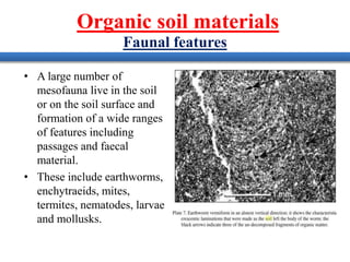 Faunal features
• A large number of
mesofauna live in the soil
or on the soil surface and
formation of a wide ranges
of features including
passages and faecal
material.
• These include earthworms,
enchytraeids, mites,
termites, nematodes, larvae
and mollusks.
Organic soil materials
 