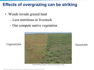 Copyright © 2008 Pearson Education, Inc., publishing as Pearson Benjamin Cummings
Effects of overgrazing can be striking
• Weeds invade grazed land
- Less nutritious to livestock
- Out compete native vegetation
Ungrazed plot Grazed plot
 