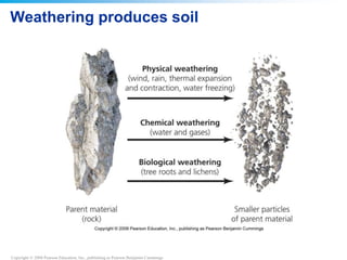 Copyright © 2008 Pearson Education, Inc., publishing as Pearson Benjamin Cummings
Weathering produces soil
 