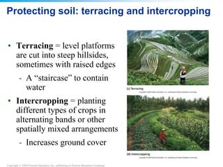 Copyright © 2008 Pearson Education, Inc., publishing as Pearson Benjamin Cummings
Protecting soil: terracing and intercropping
• Terracing = level platforms
are cut into steep hillsides,
sometimes with raised edges
- A “staircase” to contain
water
• Intercropping = planting
different types of crops in
alternating bands or other
spatially mixed arrangements
- Increases ground cover
 
