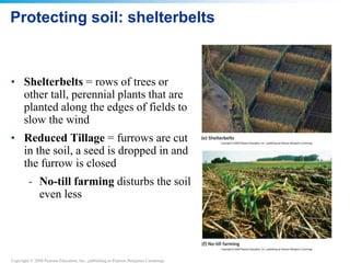 Copyright © 2008 Pearson Education, Inc., publishing as Pearson Benjamin Cummings
Protecting soil: shelterbelts
• Shelterbelts = rows of trees or
other tall, perennial plants that are
planted along the edges of fields to
slow the wind
• Reduced Tillage = furrows are cut
in the soil, a seed is dropped in and
the furrow is closed
- No-till farming disturbs the soil
even less
 