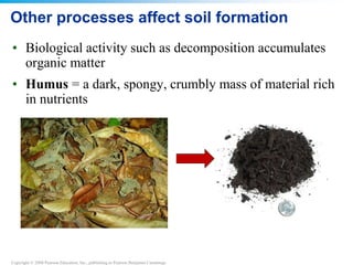 Copyright © 2008 Pearson Education, Inc., publishing as Pearson Benjamin Cummings
Other processes affect soil formation
• Biological activity such as decomposition accumulates
organic matter
• Humus = a dark, spongy, crumbly mass of material rich
in nutrients
 