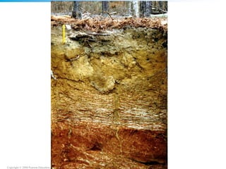 Copyright © 2008 Pearson Education, Inc., publishing as Pearson Benjamin Cummings
 