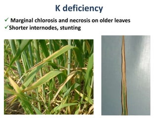 Marginal Necrosis Soil nutrients | PPTX