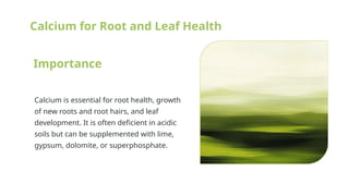 Soil Nutrients for Plant Growth (1).pptx
