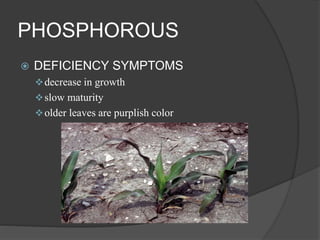 PHOSPHOROUS
 DEFICIENCY SYMPTOMS
decrease in growth
slow maturity
older leaves are purplish color
 