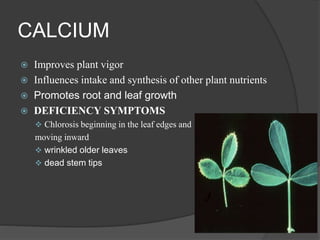 CALCIUM
 Improves plant vigor
 Influences intake and synthesis of other plant nutrients
 Promotes root and leaf growth
 DEFICIENCY SYMPTOMS
 Chlorosis beginning in the leaf edges and
moving inward
 wrinkled older leaves
 dead stem tips
 