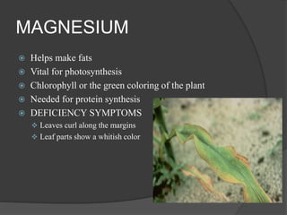 MAGNESIUM
 Helps make fats
 Vital for photosynthesis
 Chlorophyll or the green coloring of the plant
 Needed for protein synthesis
 DEFICIENCY SYMPTOMS
 Leaves curl along the margins
 Leaf parts show a whitish color
 