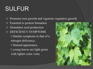 SULFUR
 Promotes root growth and vigorous vegetative growth
 Essential to protein formation
 Stimulates seed production
 DEFICIENCY SYMPTOMS
Similar symptoms to that of a
nitrogen deficiency.
Stunted appearance.
young leaves are light green
with lighter color veins
 