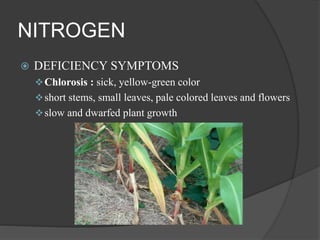 NITROGEN
 DEFICIENCY SYMPTOMS
Chlorosis : sick, yellow-green color
short stems, small leaves, pale colored leaves and flowers
slow and dwarfed plant growth
 