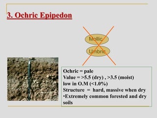 3. Ochric Epipedon
Mollic
Umbric
Ochric = pale
Value = >5.5 (dry) , >3.5 (moist)
low in O.M (<1.0%)
Structure = hard, massive when dry
•Extremely common forested and dry
soils
 