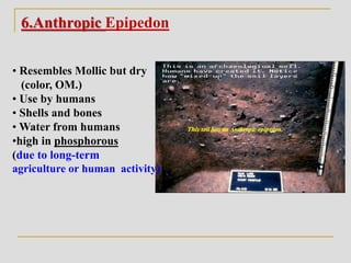 6.Anthropic Epipedon
• Resembles Mollic but dry
(color, OM.)
• Use by humans
• Shells and bones
• Water from humans
•high in phosphorous
(due to long-term
agriculture or human activity)
 
