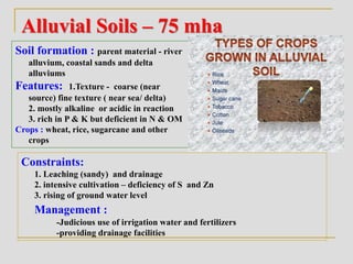 Alluvial Soils – 75 mha
Soil formation : parent material - river
alluvium, coastal sands and delta
alluviums
Features: 1.Texture - coarse (near
source) fine texture ( near sea/ delta)
2. mostly alkaline or acidic in reaction
3. rich in P & K but deficient in N & OM
Crops : wheat, rice, sugarcane and other
crops
Constraints:
1. Leaching (sandy) and drainage
2. intensive cultivation – deficiency of S and Zn
3. rising of ground water level
Management :
-Judicious use of irrigation water and fertilizers
-providing drainage facilities
 