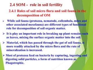 2.4 SOM - role in soil fertility
2.4.1 Roles of soil micro flora and soil fauna in the
decomposition of OM
 While soil fauna (protozoa, nematode, collembola, mites and
other associated mesofauna) are different types of functional
role for decomposition of soil organic matter.
 It is play an important role in breaking up plant remains such
as leaves, mixing the surface organic matter into the soil.
 Material, which has passed through the gut of soil fauna, is
more readily attacked by the micro flora and the rate of
mineralization is increased.
 Most of protozoa feed on bacteria by capturing, ingesting and
digesting solid particles, a form of nutrition known as
Phagotrophic.
 