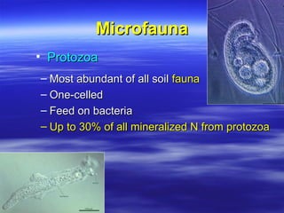 Soil organisms | PPT