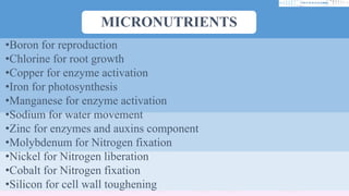 MICRONUTRIENTS
•Boron for reproduction
•Chlorine for root growth
•Copper for enzyme activation
•Iron for photosynthesis
•Manganese for enzyme activation
•Sodium for water movement
•Zinc for enzymes and auxins component
•Molybdenum for Nitrogen fixation
•Nickel for Nitrogen liberation
•Cobalt for Nitrogen fixation
•Silicon for cell wall toughening
 