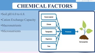 CHEMICAL FACTORS
•Soil pH 6.0 to 6.8.
•Cation Exchange Capacity
•Macronutrients
•Micronutrients
 