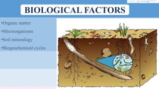 BIOLOGICAL FACTORS
•Organic matter
•Microorganisms
•Soil mineralogy
•Biogeochemical cycles
 