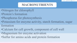 •Nitrogen for chlorophyll
•Protein’s formation
•Phosphorus for photosynthesis
•Potassium for enzyme activity, starch formation, sugar
formation
•Calcium for cell growth, component of cell wall
•Magnesium for enzyme activation
•Sulfur for amino acids and protein formation
MACRONUTRIENTS
 