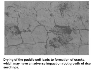 Drying of the puddle soil leads to formation of cracks,
which may have an adverse impact on root growth of rice
seedlings.

 