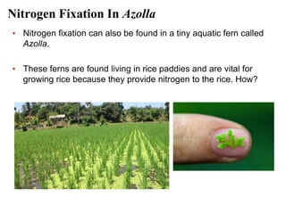 Soil+&+Plant+Nutrition.pdf