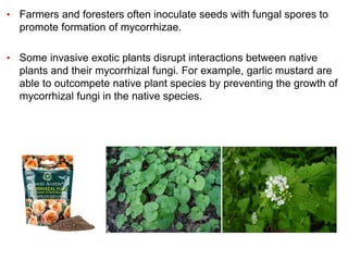 Soil+&+Plant+Nutrition.pdf