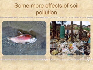 Some more effects of soil
pollution
 