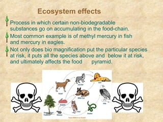 Process in which certain non-biodegradable
substances go on accumulating in the food-chain.
Most common example is of methyl mercury in fish
and mercury in eagles.
Not only does bio magnification put the particular species
at risk, it puts all the species above and below it at risk,
and ultimately affects the food pyramid.
Ecosystem effects
 