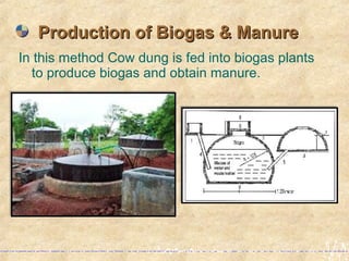 In this method Cow dung is fed into biogas plants
to produce biogas and obtain manure.
Production of Biogas & ManureProduction of Biogas & Manure
 