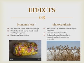 
EFFECTS
Economic loss
 Soil pollution causes economic damage.
 Polluted soil with heavy metals is not
used to grow grains.
 Farmers are hence in loss.
photosynthesis
 Soil polluted by acid rain have an impact
on plants.
 Disrupts the soil chemistry.
 Reduces plants ability to take up
nutrients and undergoes photo
synthesis.
 