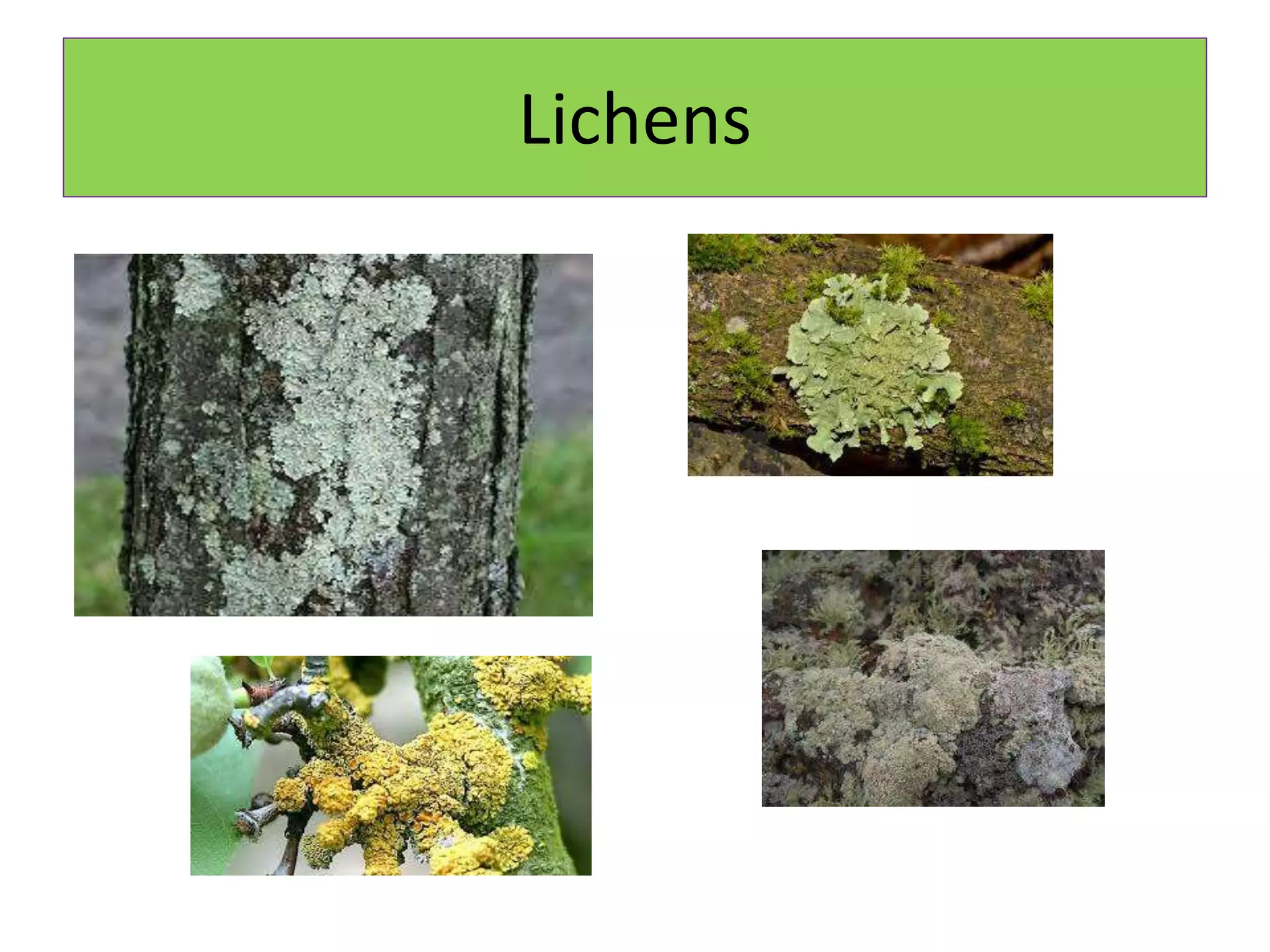 Lichens
 