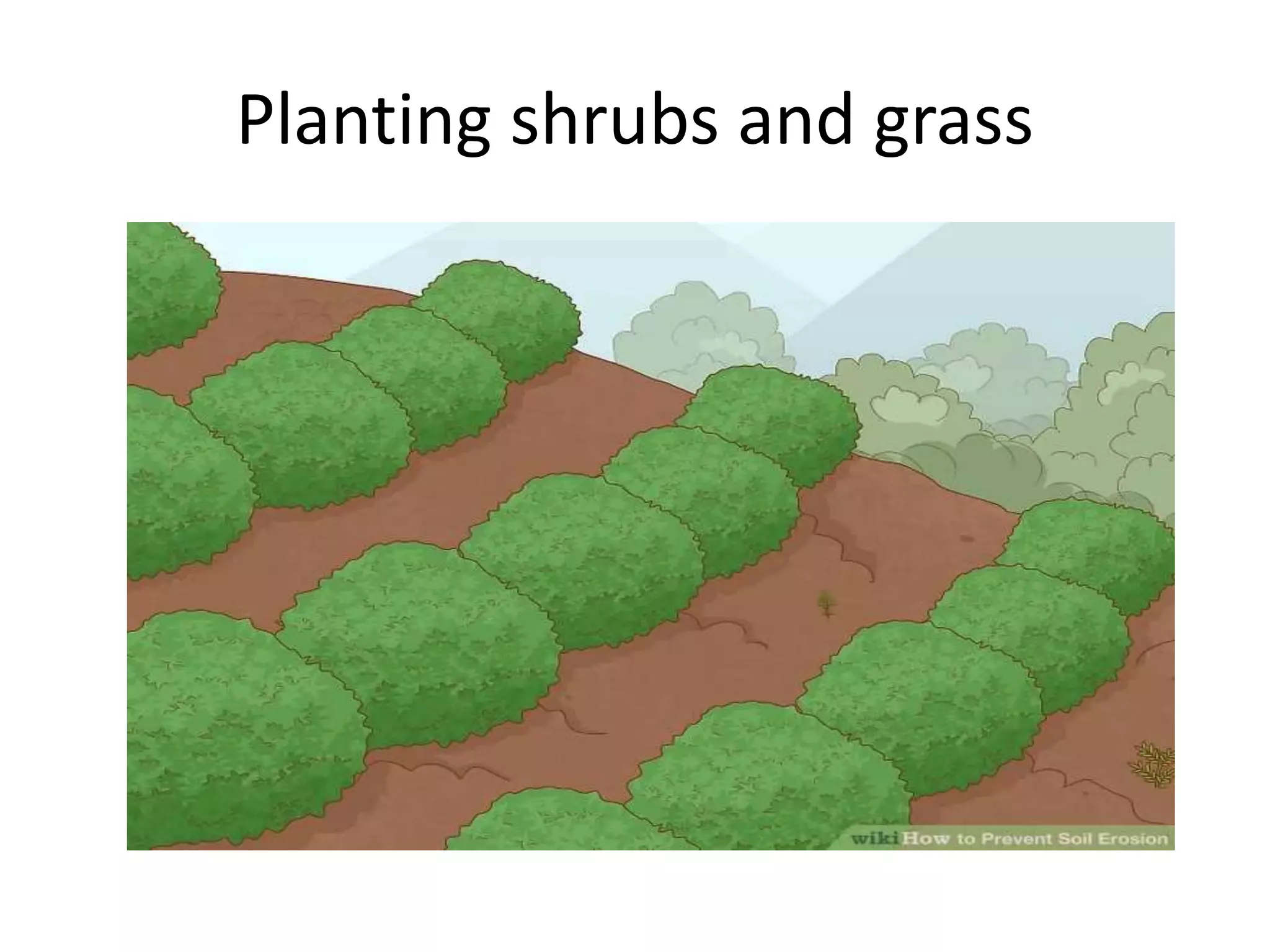 Planting shrubs and grass
 